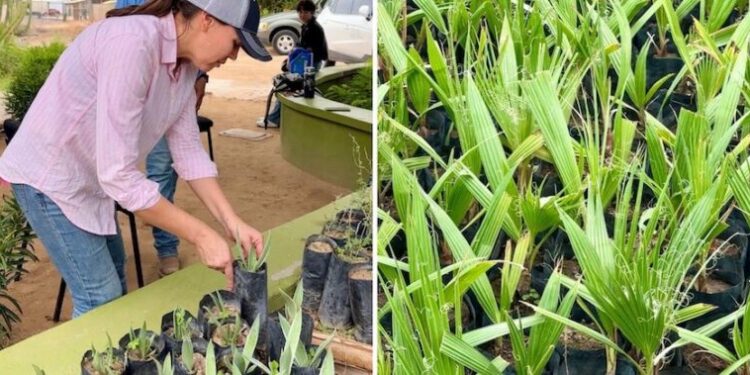 Impulsan reforestación urbana con donación gratuita de plantas