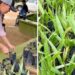 Impulsan reforestación urbana con donación gratuita de plantas