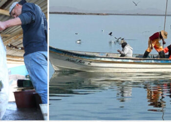 Para Guaymas dos premios nacionales a proyectos pesqueros sustentables