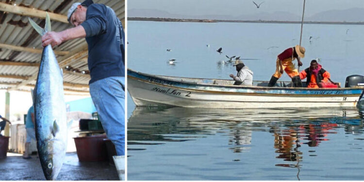 Para Guaymas dos premios nacionales a proyectos pesqueros sustentables