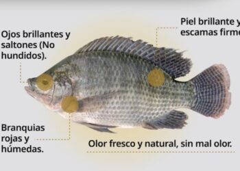 Invitan a consumir mariscos de forma segura durante la temporada de calor