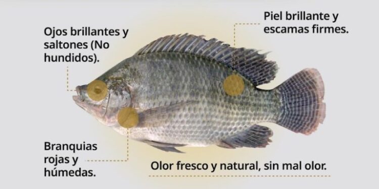 Invitan a consumir mariscos de forma segura durante la temporada de calor