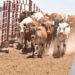 Gobierno de Sonora y Senasica refuerzan acciones contra el gusano barrenador
