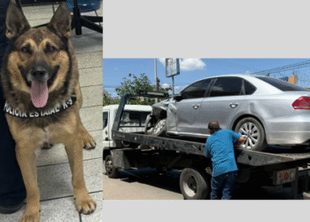 Binomios caninos K-9 del Gobierno de Sonora trabajan en acciones contra el delito