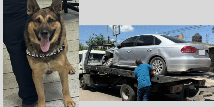 Binomios caninos K-9 del Gobierno de Sonora trabajan en acciones contra el delito