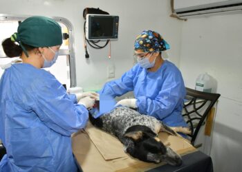 Tendrá IMPBA esterilizaciones gratuitas este viernes en Centro Hábitat Los Olivos