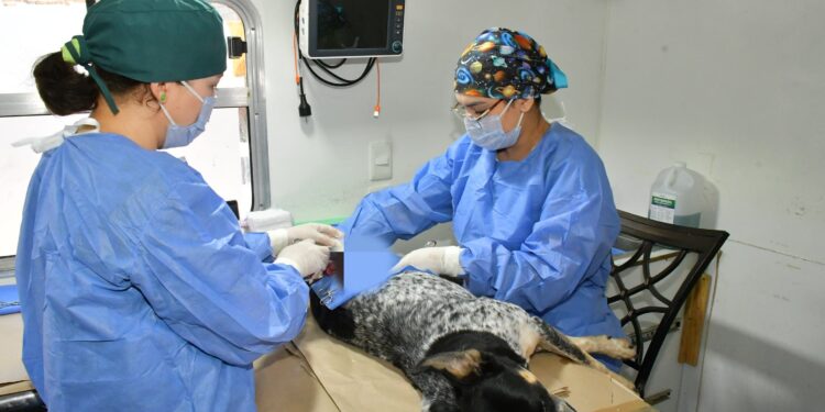 Tendrá IMPBA esterilizaciones gratuitas este viernes en Centro Hábitat Los Olivos