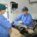 Tendrá IMPBA esterilizaciones gratuitas este viernes en Centro Hábitat Los Olivos