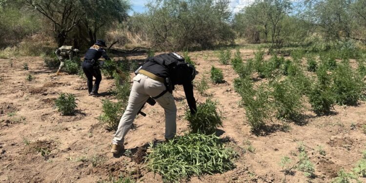 Integrantes de la Mesa Estatal de Seguridad aseguran plantío de marihuana y detienen a un sujeto en Magdalena de Kino