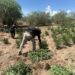 Integrantes de la Mesa Estatal de Seguridad aseguran plantío de marihuana y detienen a un sujeto en Magdalena de Kino
