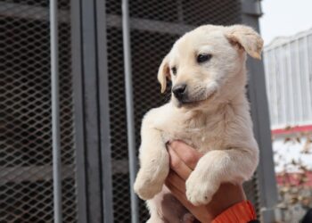 Anuncian programa de esterilizaciones caninas y felinas