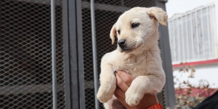 Anuncian programa de esterilizaciones caninas y felinas