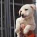 Anuncian programa de esterilizaciones caninas y felinas