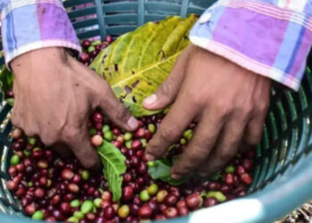 Exportaciones mexicanas de café se disparan 135% en mayo