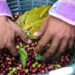 Exportaciones mexicanas de café se disparan 135% en mayo