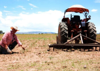 Refuerzan campaña para combatir plaga de chapulines que afecta a campesinos en Zacatecas