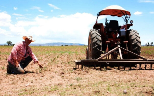 Refuerzan campaña para combatir plaga de chapulines que afecta a campesinos en Zacatecas