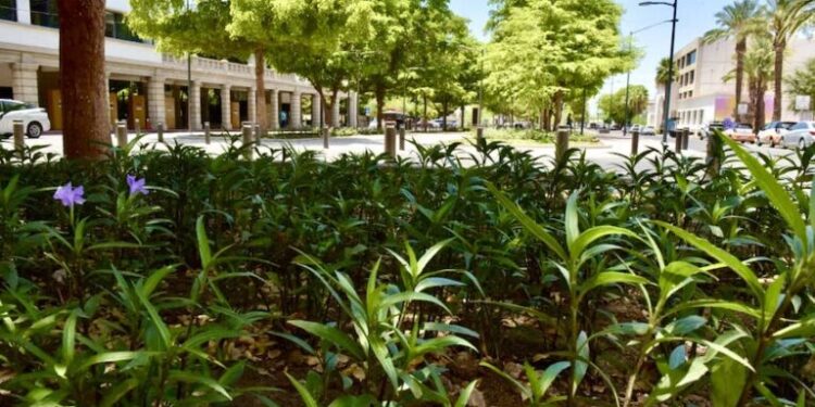 Reitera Gobierno de Hermosillo disposición al diálogo constructivo en obra del bulevar Hidalgo