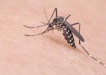 Llaman a tomar acciones para prevención del dengue