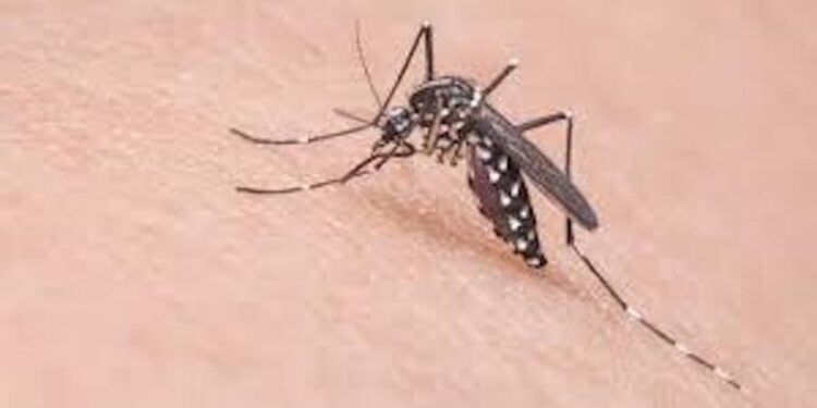 Llaman a tomar acciones para prevención del dengue
