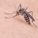 Llaman a tomar acciones para prevención del dengue