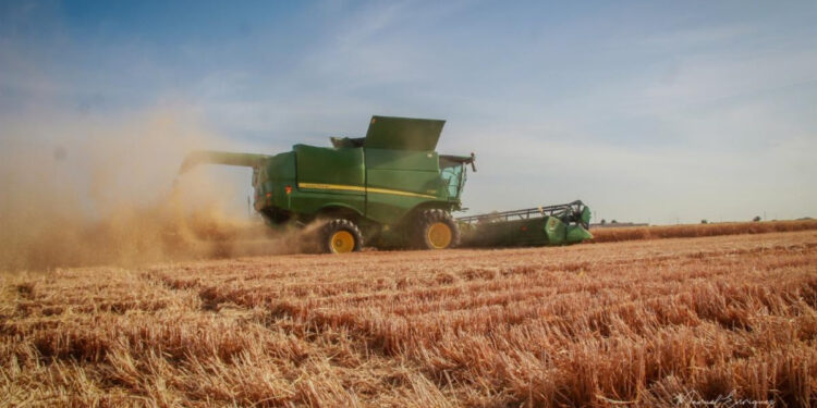 Impulsa Gobierno de Sonora apoyo emergente para productores de trigo cristalino