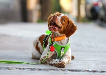 ‘Manchas’, el primer perro buscafugas de agua en México