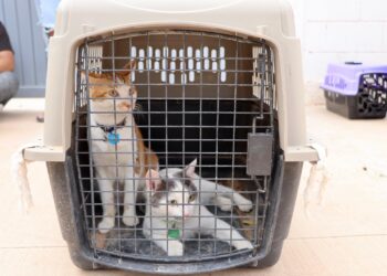 Gran éxito de la campaña “Huella Gatuna”