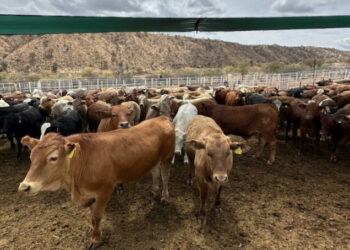 Inicia USDA revisión en Sonora como paso para la reapertura de la frontera
