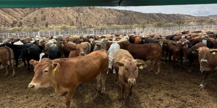 Inicia USDA revisión en Sonora como paso para la reapertura de la frontera