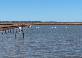 Invitan al Foro de Acuacultura Sonora 2025