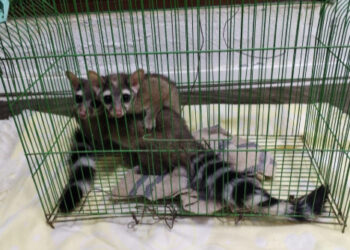 Rescatan a 2 cacomixtles en Hidalgo; los entregan a Semarnath