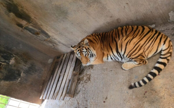 Descubren a dos leones y dos tigres en vivienda de colonia Matilde en Pachuca