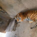 Descubren a dos leones y dos tigres en vivienda de colonia Matilde en Pachuca