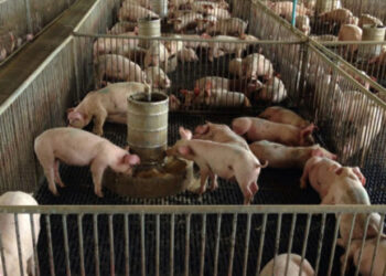 Pozos de Yucatán, contaminados por heces porcinas