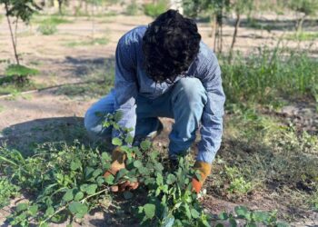 Gobierno de Sonora celebra el mes patrio con cultura y arte en Bosque Urbano La Sauceda