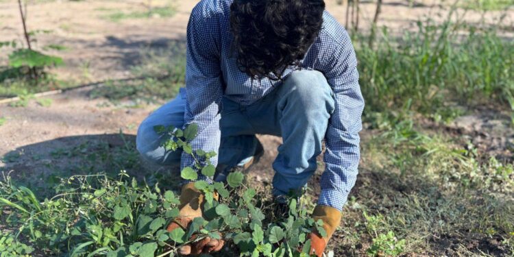 Gobierno de Sonora celebra el mes patrio con cultura y arte en Bosque Urbano La Sauceda