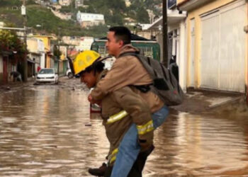 Descubren a dos leones y dos tigres en vivienda de colonia Matilde en Pachuca