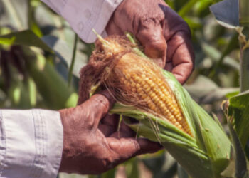 Anuncia Claudia Sheinbaum plan para blindar variedades nativas de maíz; adelanta banco de germoplasma