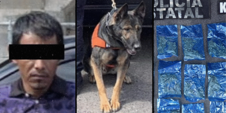 Binomios K-9 de la Policía Estatal detectan narcótico en Hermosillo