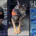 Binomios K-9 de la Policía Estatal detectan narcótico en Hermosillo