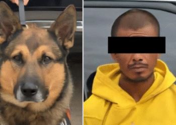 Incautan binomios caninos K-9 narcótico en Las Lomas de Hermosillo