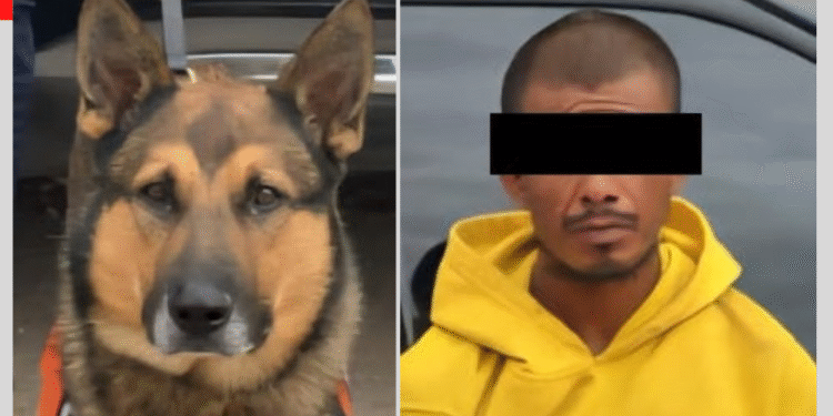 Incautan binomios caninos K-9 narcótico en Las Lomas de Hermosillo