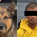 Incautan binomios caninos K-9 narcótico en Las Lomas de Hermosillo