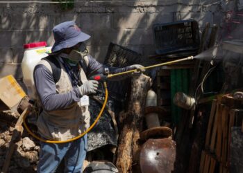 Atiende Gobierno de Sonora proliferación de mosco portador del dengue en el estado