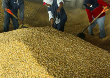 Sader y maiceros del Bajío alcanzan acuerdo; aceptan apoyo oficial de $950 por tonelada