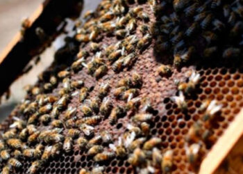 Pesticida causó mortandad de abejas en corredor poblano, revela estudio