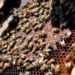 Pesticida causó mortandad de abejas en corredor poblano, revela estudio