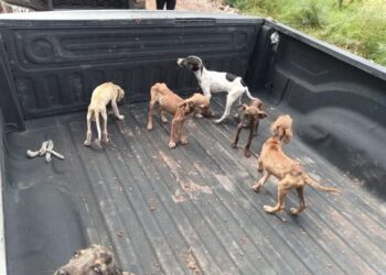 Gobernador de Sonora Alfonso Durazo rescata a perritos en Estación Oroz..