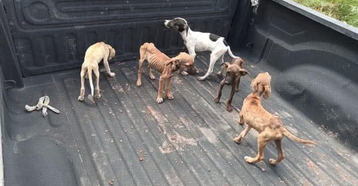 Gobernador de Sonora Alfonso Durazo rescata a perritos en Estación Oroz..